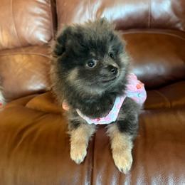 Purple - Wolf sable female Pomeranian puppy in Apollo Beach, Florida from Sherlock’s Poms