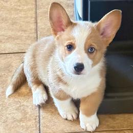 Smokey - Red male Pembroke Welsh Corgi puppy in Phoenix, Arizona from Anthem AZ Corgis