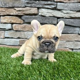 Carter - French Bulldog puppy from Jacksonville Frenchies