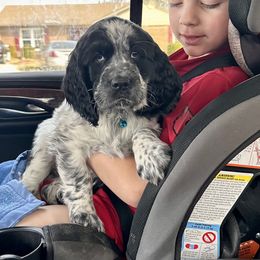 English Springer Spaniel Puppies from Murphy Farms and Springers