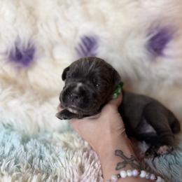 Green collar - Gray female Cane Corso puppy in Opelousas, Louisiana from Azelees Cane Corso