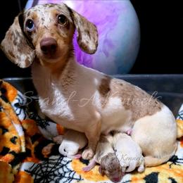 Winnie - Dachshund