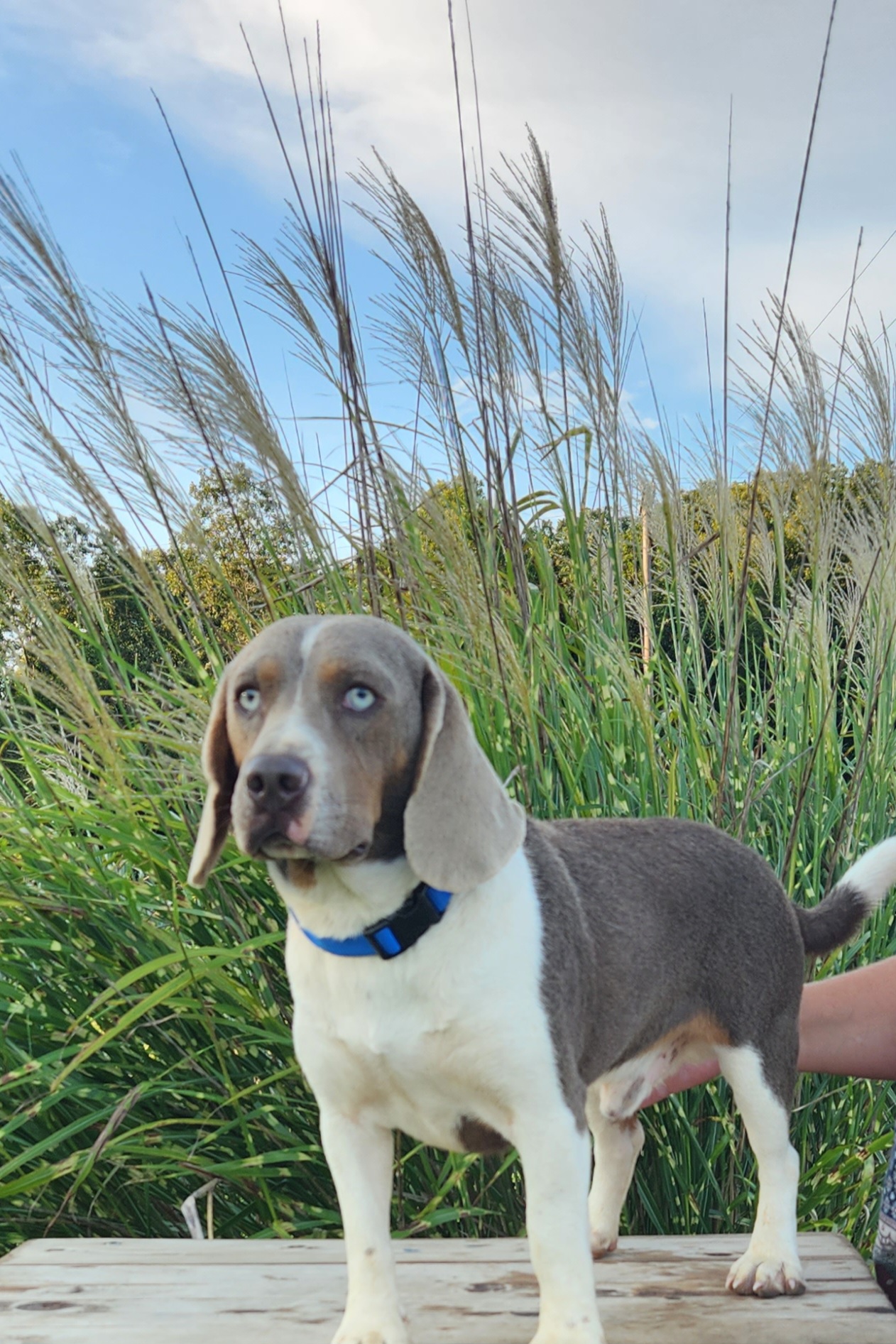 Sammy - Beagle