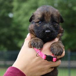 Kurlie - Sable female German Shepherd puppy in Canton, Texas from WILDWOOD GERMAN SHEPHERDS