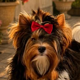 Gabby - Biewer Terrier