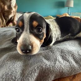 Girl Two - Piebald female Dachshund puppy in Phoenix/Chandler, Arizona from Jennifer's Guardian Doxies