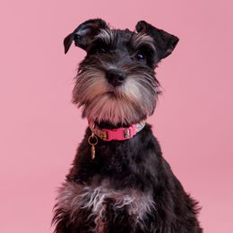 Bella - Miniature Schnauzer