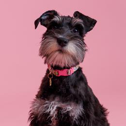 Bella - Miniature Schnauzer