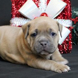 Orange collar - Blue fawn male American Bully puppy in Easton, Maryland from Night Court Bullies