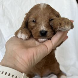 Red Boy 4 - Red  Goldendoodle puppy in Idaho from Idadoodles