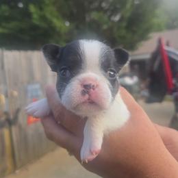Black and white female pied - Black and white female French Bulldog puppy in Tuscaloosa, Alabama from J & J classic frenchies