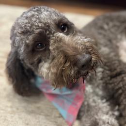 Coco - Goldendoodle