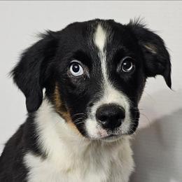 Kevin - Black tri-color male Australian Shepherd puppy in Crestline, Ohio from High Desert Aussies