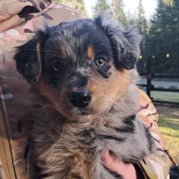 Blossom - Blue merle female Australian Shepherd puppy in Darrington, Washington from Cart River Aussies