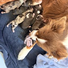 Miniature Australian Shepherd Puppies from B&B Little Aussie Gems