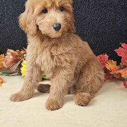 Olaf - Red  male Goldendoodle puppy in Norton, Ohio from Keepsake Doodles
