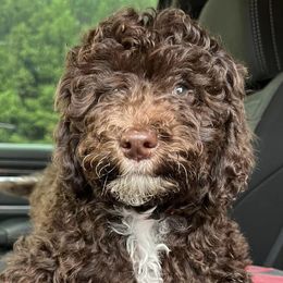 Goldendoodles and Sheepadoodles from Mossy Doodles LLC