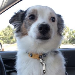 Miniature Australian Shepherds from Hannah’s Aussies
