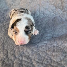 Boy 3 - Blue merle male Border Collie puppy in Centerville, Washington from Forthright Farms