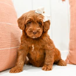 Boy 1 - male Goldendoodle puppy in Tucson, Arizona from Sun Valley Goldendoodles