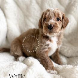 Waffle - Red male Bernedoodle puppy in Temecula, California from Brookside Bernedoodles