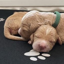Mama Bear - Apricot female Goldendoodle puppy in Rocky Point, North Carolina from CelticDoods