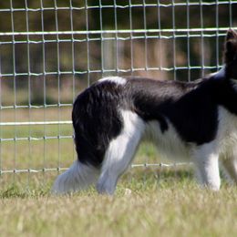 American Corgi, Border Collie, and Pembroke Welsh Corgi Puppies from Cowtown Corgis & Border Collies