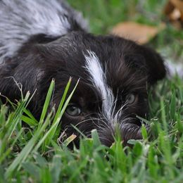 German Wirehaired Pointer Puppies from RipTide Kennels