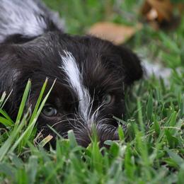 German Wirehaired Pointer Puppies from RipTide Kennels