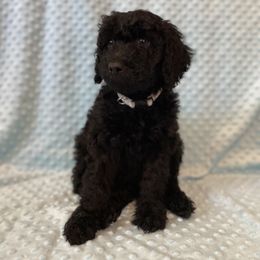 Goldendoodle Puppies from Brighton Doodles