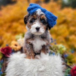 Acorn - female Australian Mountain Doodle puppy in Snohomish, Washington from Refined Doodles