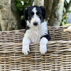 Sold:  Girl 1 - Black Bordoodle puppy in Pavo, Georgia from The Painted Egg at Copper Barrel Farm