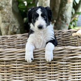 Sold:  Girl 1 - Black Bordoodle puppy in Pavo, Georgia from The Painted Egg at Copper Barrel Farm