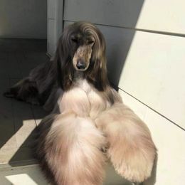 Afghan Hounds from Maringal Sams n Ghans