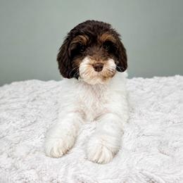 Maple - Chocolate female Australian Labradoodle puppy in Springfield, Ohio from Dawson & Daryn's Royal Companions