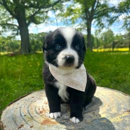 Arrow - Black & white male Australian Shepherd puppy in Newton, Mississippi from Bright Star Aussies