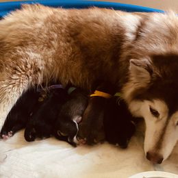 Siberian Husky puppies from Broward Huskies