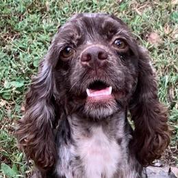 Rain - Cocker Spaniel