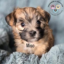 Miso - Black and tan brindle male Havanese puppy in New Castle, Colorado from Havanese Havaton Pups