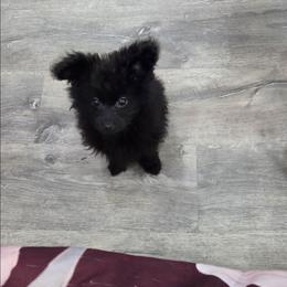 Wolfy - Black & tan tri-color male Maltipoo puppy in Sedro Woolley, Washington from Absher Ranch