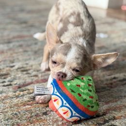 Mac - Chihuahua