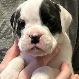Boxer Puppies from KP Boxers