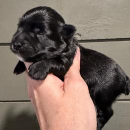 Betsy - Black female Miniature Schnauzer puppy in Silver Creek, Mississippi from Mamie’s Minis, LLC