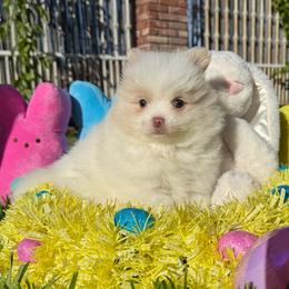 Girl 3 - Cream parti female Pomeranian puppy in San Jacinto, California from Savvypomeranians