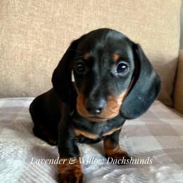 Male 2 - Black and tan male Dachshund puppy in Elizabethtown, Kentucky from Lavender and Willow Dachshunds
