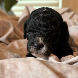 Sailor - Black and white male Cockapoo puppy in Saint Louis, Missouri from Jax Doodles