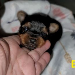 Boy - Black and gold male Yorkshire Terrier puppy in Gilbert, Arizona from Yorkie Your Soulmate Puppy
