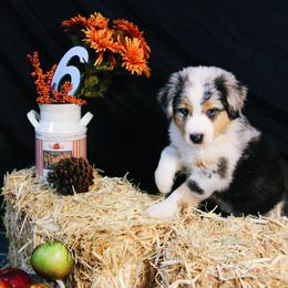 Australian Shepherd Puppies from Cooper Ridge Aussies