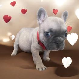 French Bulldog Puppies from Orderofthebulldogs, LLC