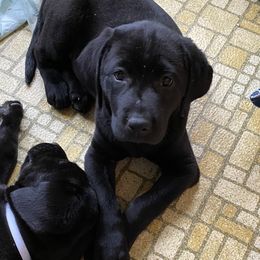 Labrador Retriever puppies from Midnight Labradors